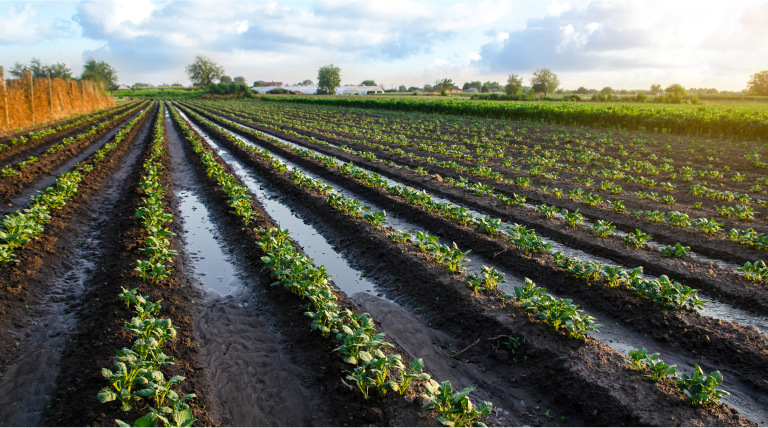 Irrigation canals in a green crop / plantation field where the sun is shining, representing smart agriculture
