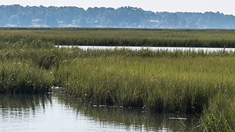 Body of water and green plants in a wetland
