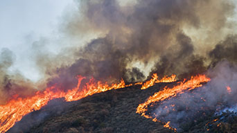 Forest wildfire with trees and orange and yellow flames
