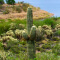 landscape with a cactus a lake in the background