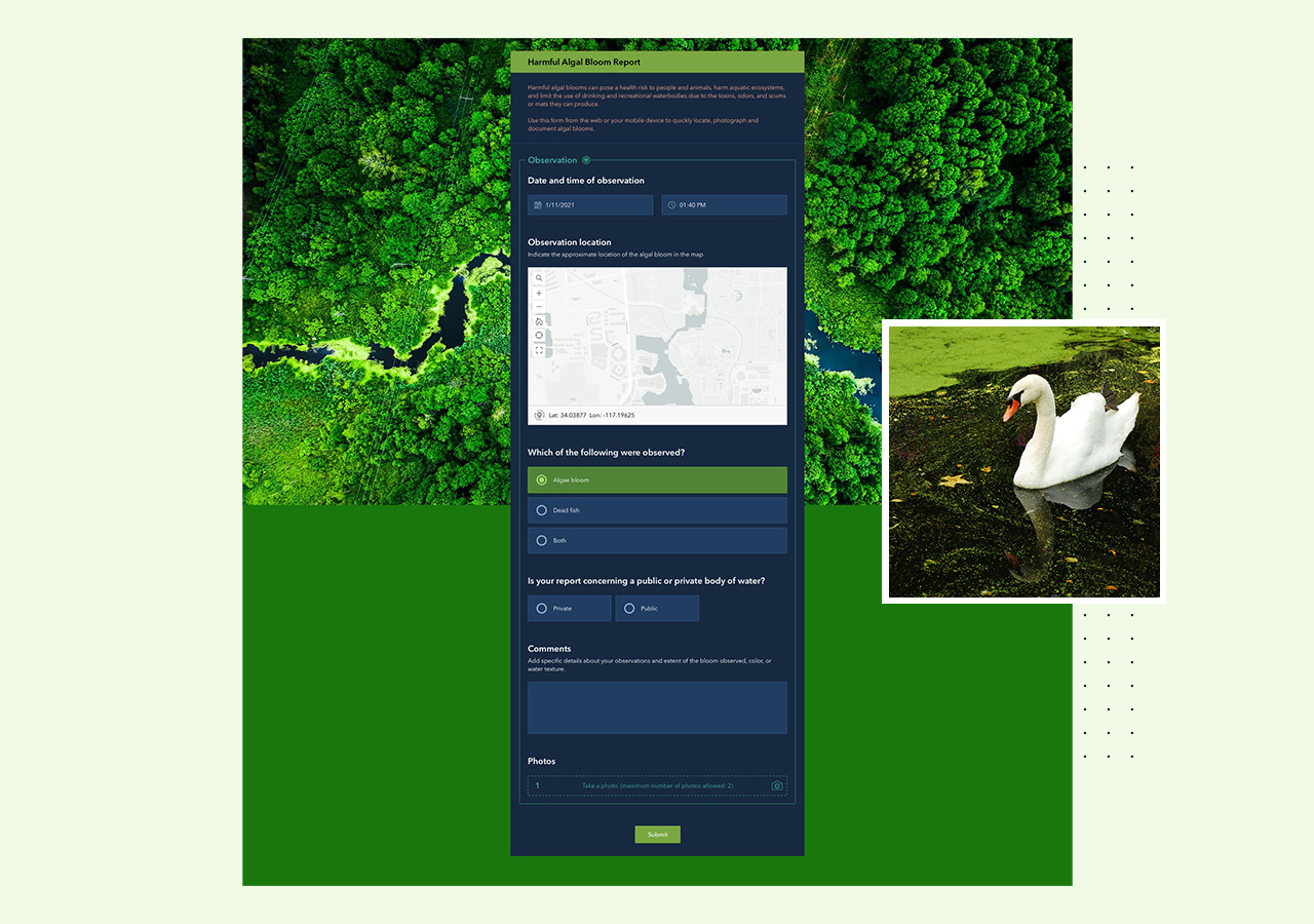 An aerial image of a forest with green trees next to a blank digital form for algal bloom reporting and a swimming white swan