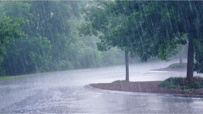Rain falling on a city street lined with green trees