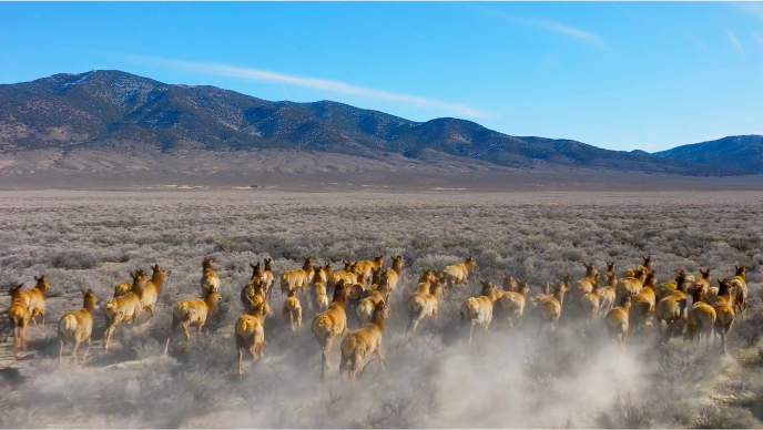A heard of Elk running in an open field with mountains on the horizon