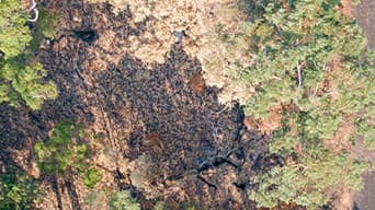 Aerial photo of a road that runs between trees