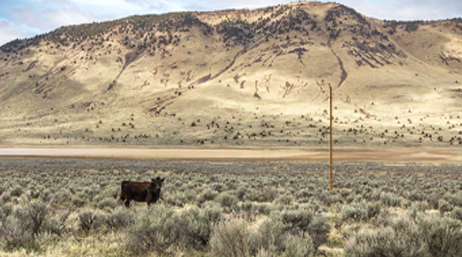 Outdoor scene of a mountain with a cow in the foreground