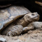 Tortoise