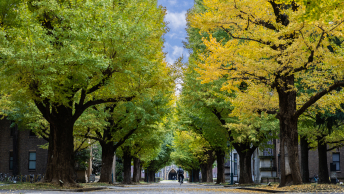 A shaded university pathway lined with brick buildings and tall mature trees arching over the pavement