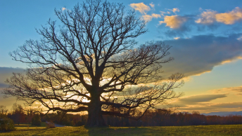 A large oak with bare branches silhouetted against an early sunset sky of blue and gold