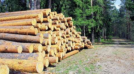 A photo of a large stack of light brown logs beside a wide dirt road through a sunlit green forest