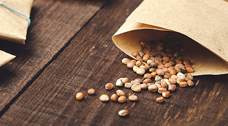 A closeup photo of a brown envelope spilling brown seeds onto a wooden tabletop