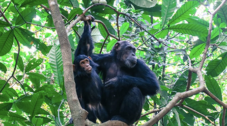 Two chimps sitting in a green leafy tree
