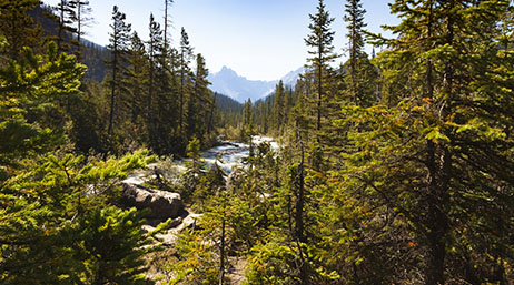 A river running through a tall forest