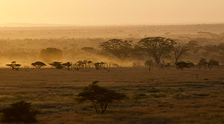 A flat brown veldt with scattered sparse dark brown trees under a hazy taupe sky