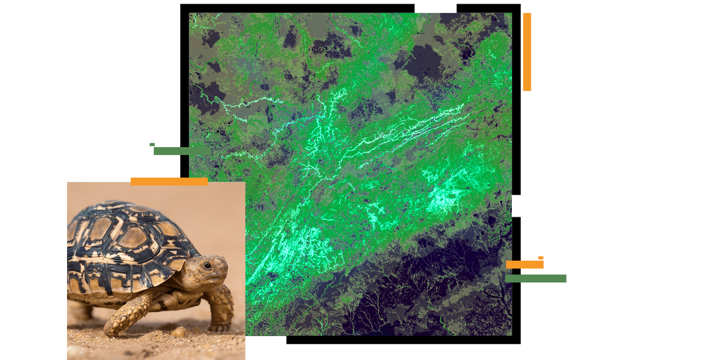 Desert tortoise and bright pink, purple, red and yellow map of conservation area