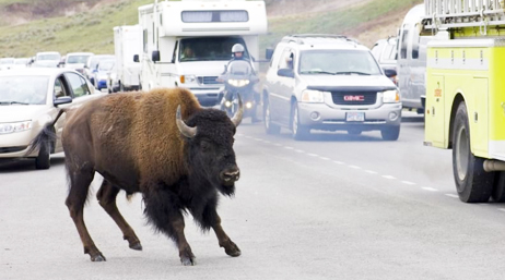 A buffalo crossing a busy highway