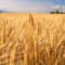 A ground-level image of a large field of golden wheat with a row of trees far in the distance under a cloud-dotted blue sky