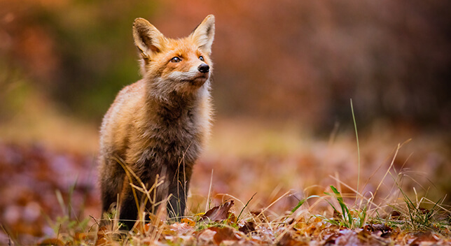 A red fox standing on a forest floor strewn with red and brown leaves