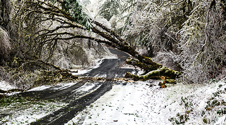 A snowy lane in Salem, Oregon with trees on both sides of the road and arching trees