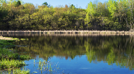 A grassy air flooded with water surrounded by a perimeter of trees