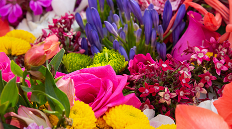 Colorful variety of flowers