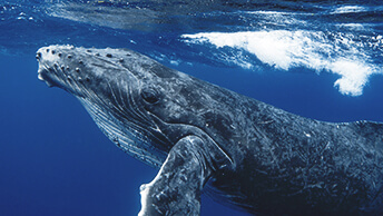 A whale below the water’s surface