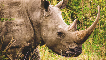 A rhinoceros