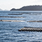 Shellfish farm with water, land, and trees nearby