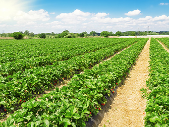 A berry farm